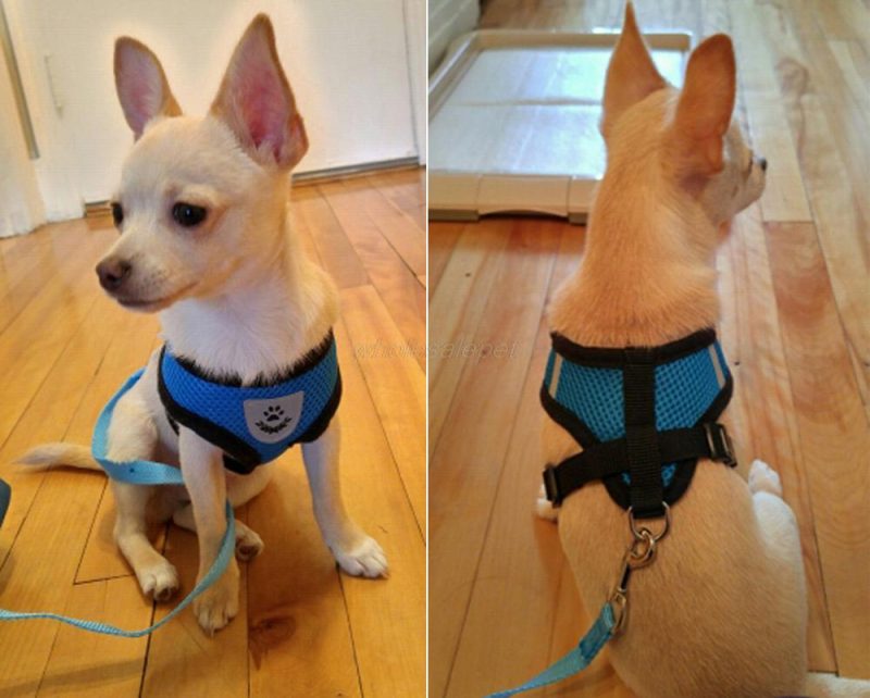 Breathable Mesh Small Dog Harness - Image 6