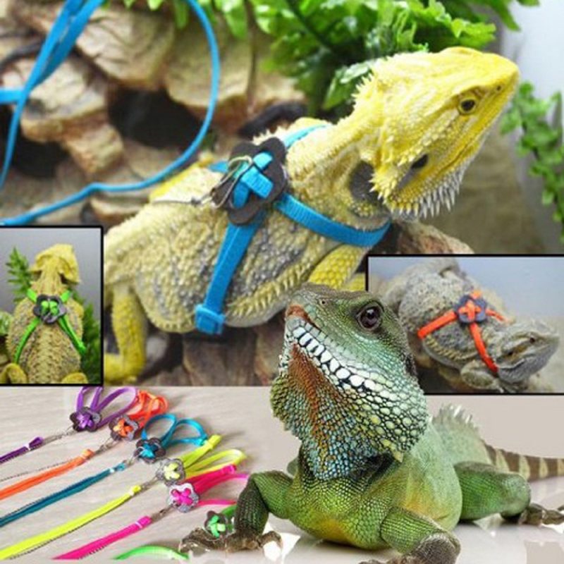 Bearded Dragon Harness Adjustable Leash - Image 6
