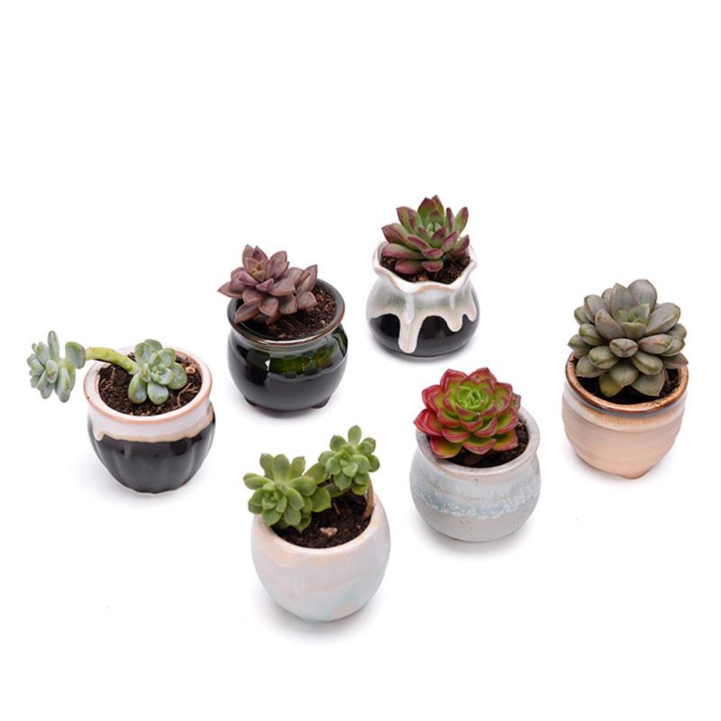 Ceramic Mini Plant Pots (6 Pcs) - Image 5
