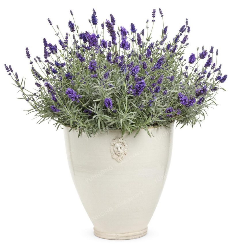 French Lavender Seeds (100 Seeds) - Image 3