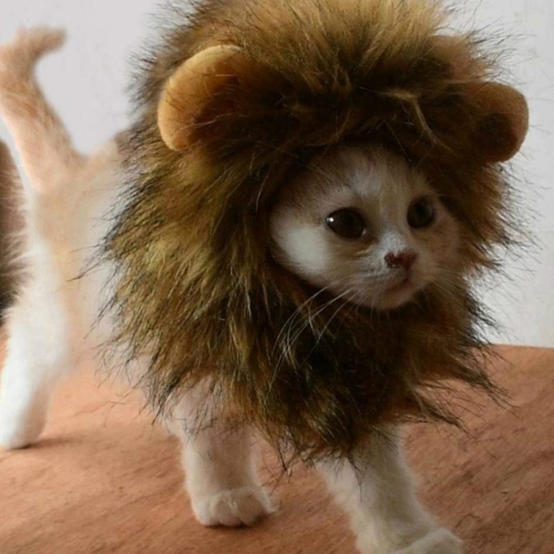 Cat Lion Maine Funny Pet Costume - Image 6
