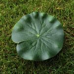 Artificial Water Lilies Pond Decoration (5 Pcs)