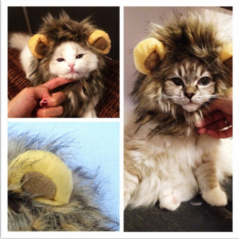 Cat Lion Maine Funny Pet Costume - Image 5