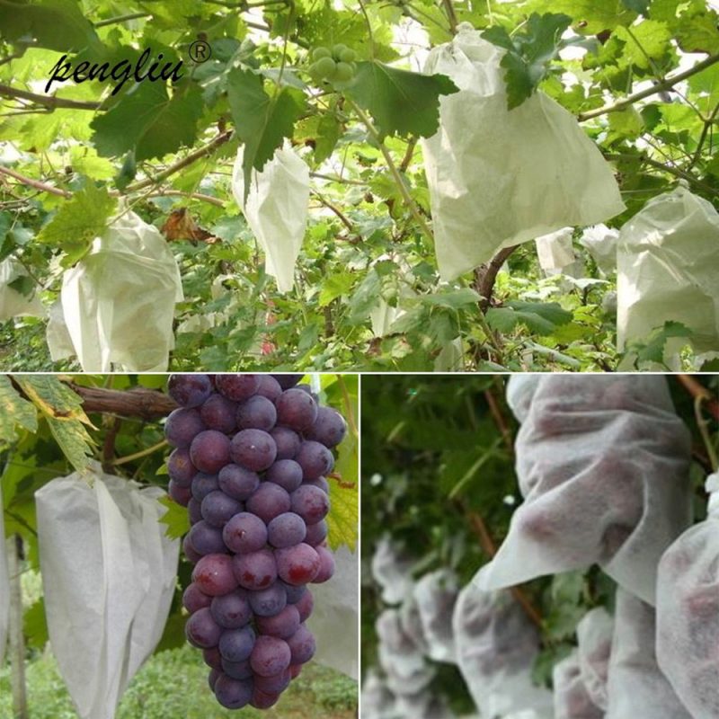 Fruit Protection Bags Fruit Protector (20 Pcs) - Image 6