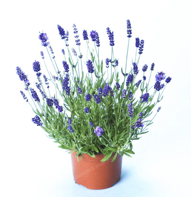 French Lavender Seeds (100 Seeds) - Image 2