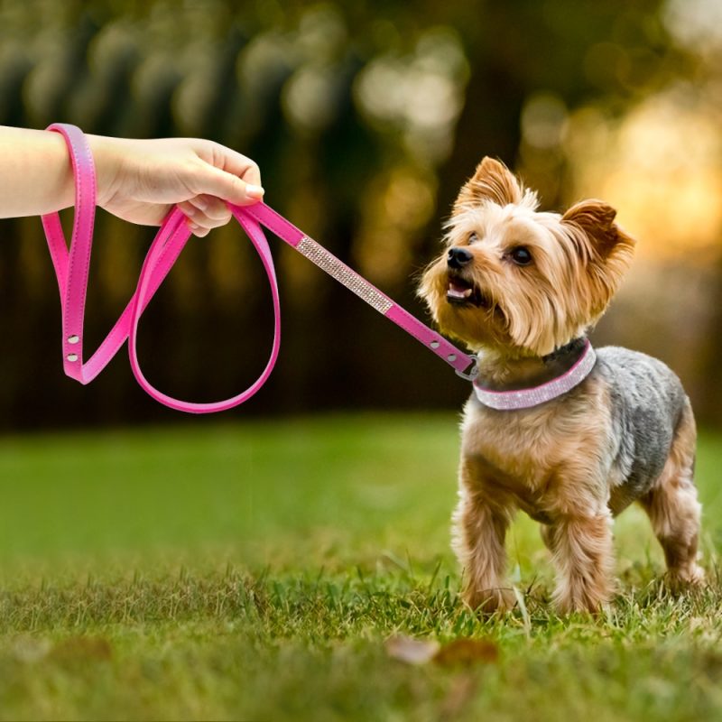 Dog Collar and Leash Set - Image 2