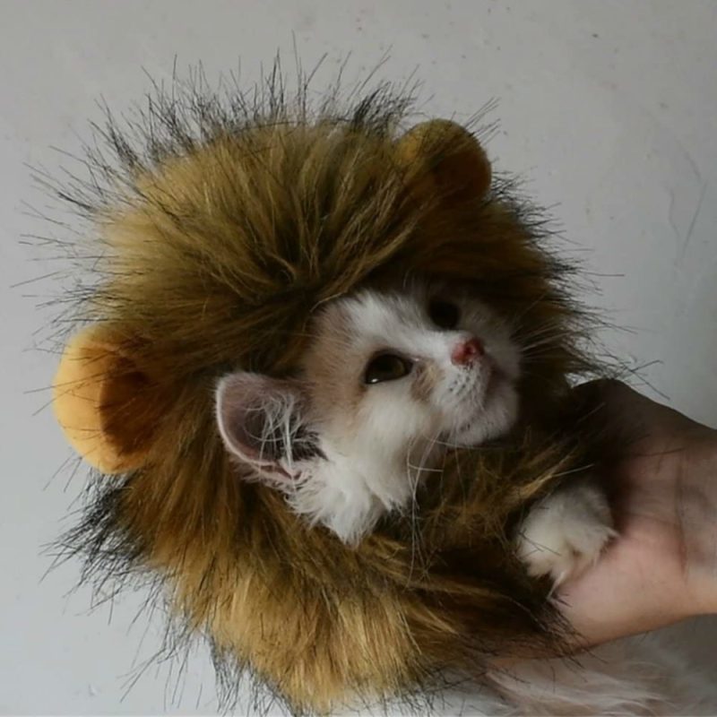 Cat Lion Maine Funny Pet Costume - Image 2