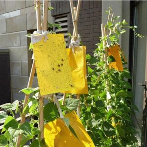 Ant Killer Sticky Board