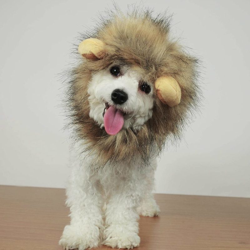 Cat Lion Maine Funny Pet Costume - Image 4