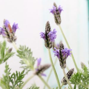 French Lavender Seeds (100 Seeds)