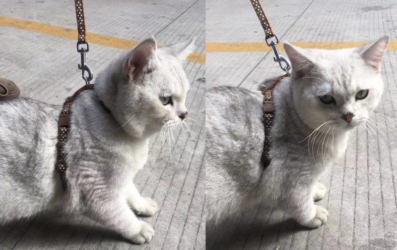 Cat Harness And Leash Set - Image 5