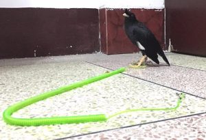 Bird Leash Pet Training Rope