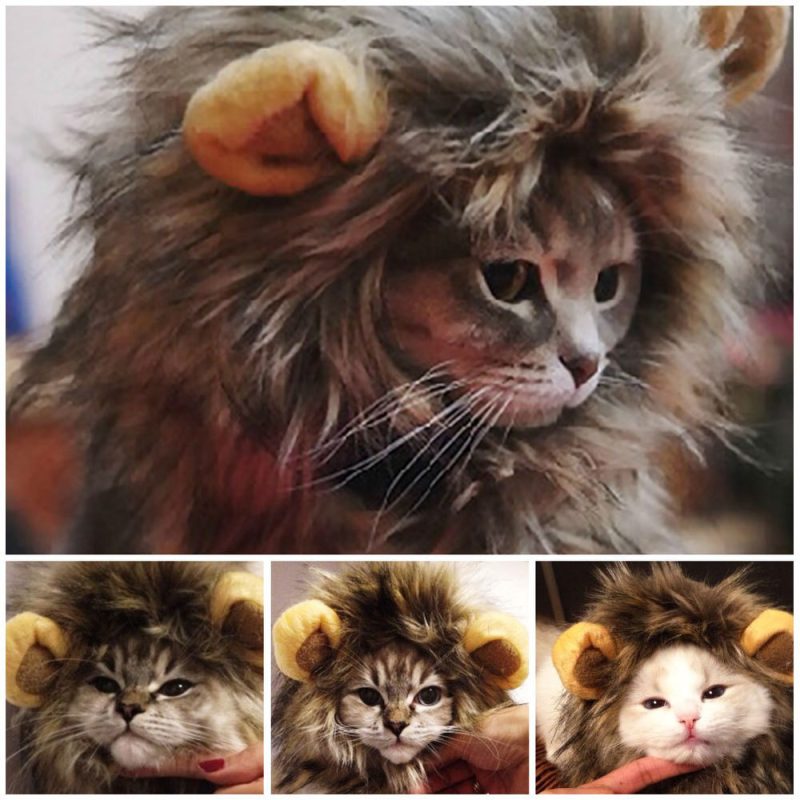 Cat Lion Maine Funny Pet Costume - Image 3